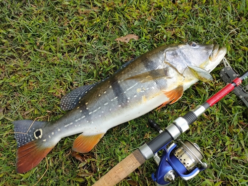 ピーコックバスの釣果