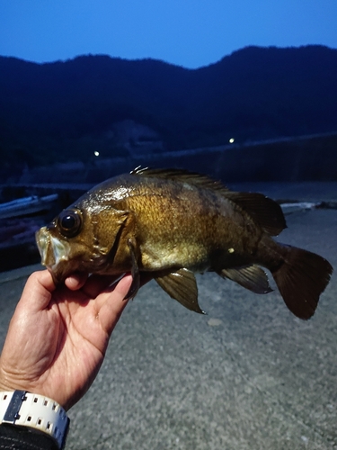 メバルの釣果