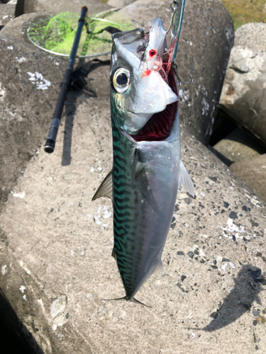 サバの釣果