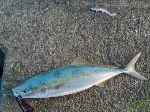 イナダの釣果