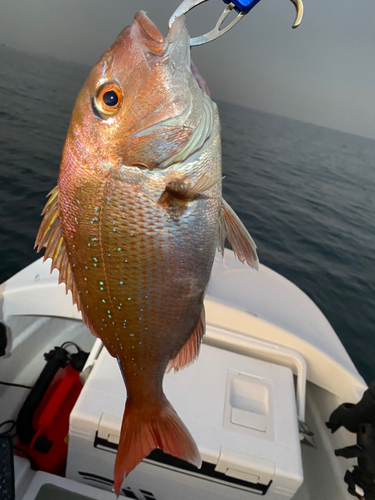 タイの釣果