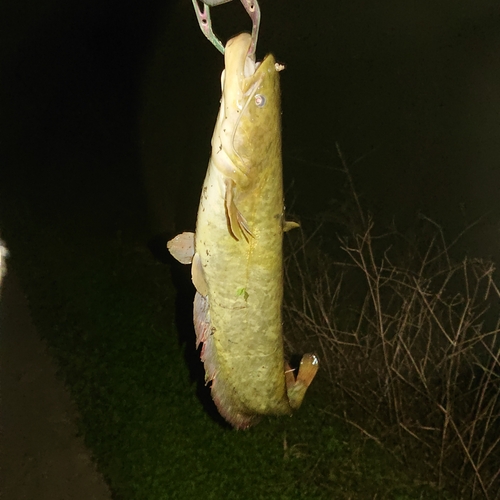 ナマズの釣果