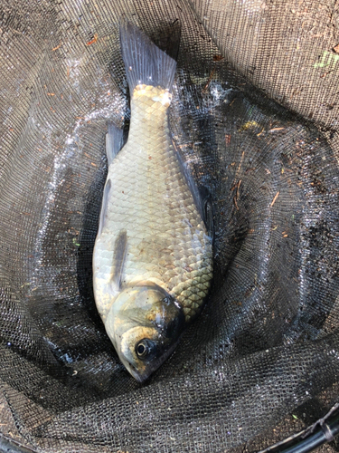 ヘラブナの釣果