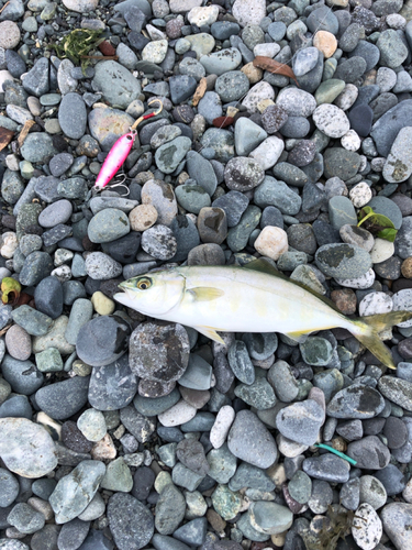 ワカシの釣果