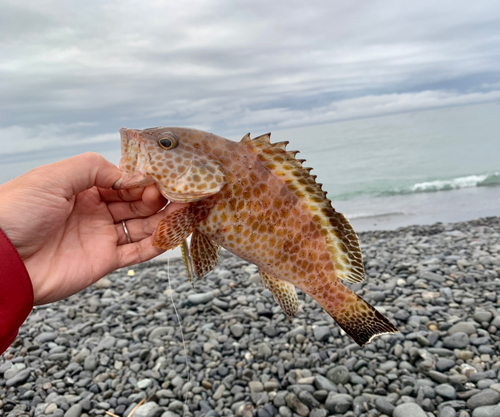 オオモンハタの釣果