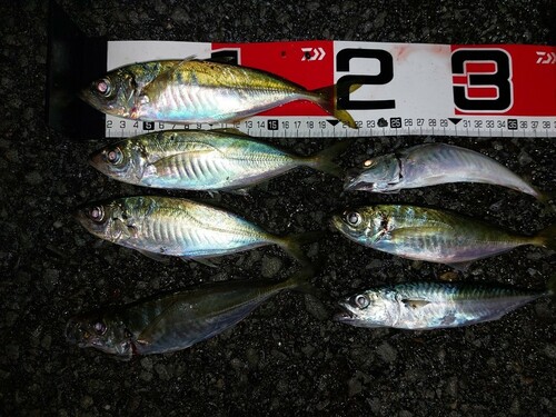 アジの釣果