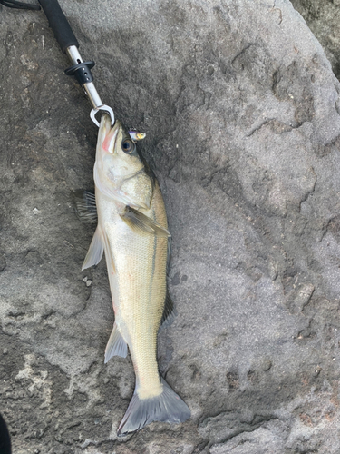 スズキの釣果