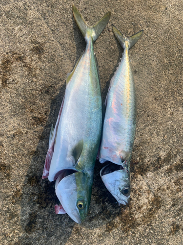 イナダの釣果