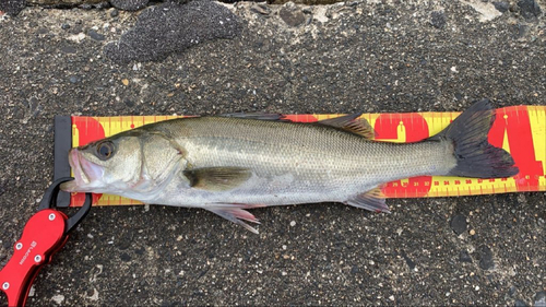 フッコ（マルスズキ）の釣果