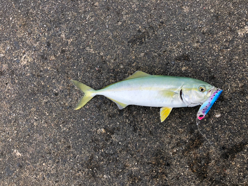 ワカシの釣果