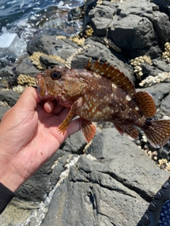 カサゴの釣果