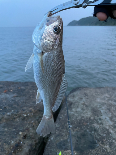 イシモチの釣果