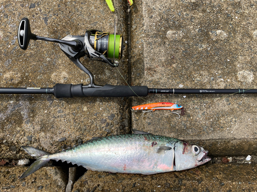 サバの釣果