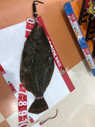 ヒラメの釣果