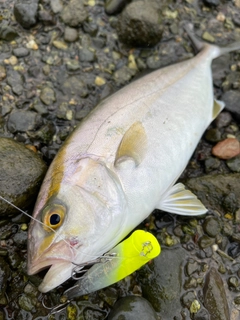 シオの釣果