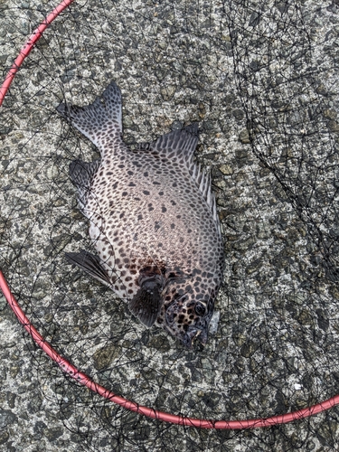 イシガキダイの釣果