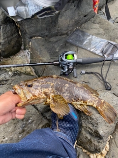 タケノコメバルの釣果