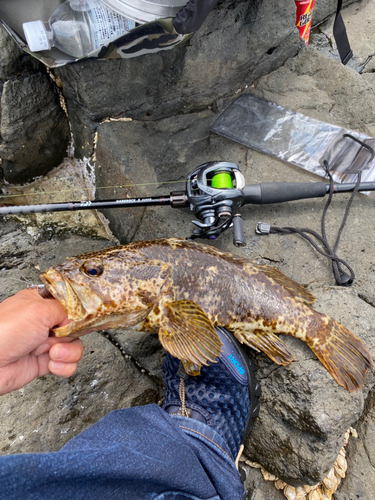 タケノコメバルの釣果