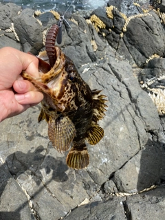 タケノコメバルの釣果