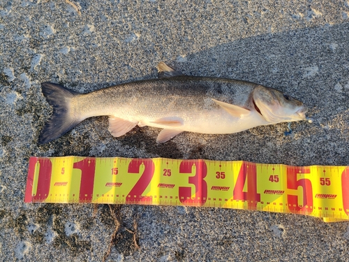 ウグイの釣果