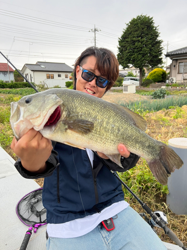 ラージマウスバスの釣果