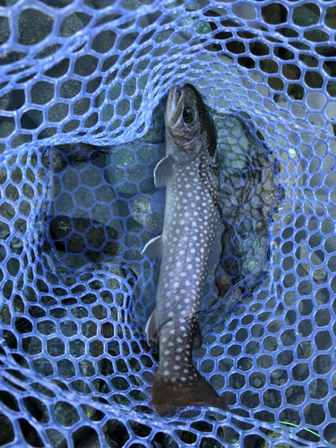 アメマスの釣果