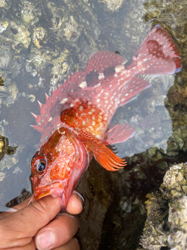 カサゴの釣果