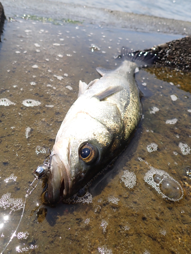 スズキの釣果