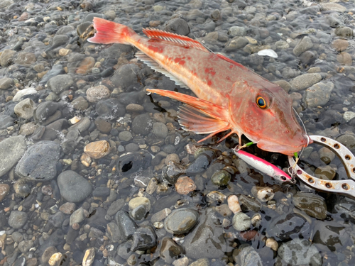 ホウボウの釣果