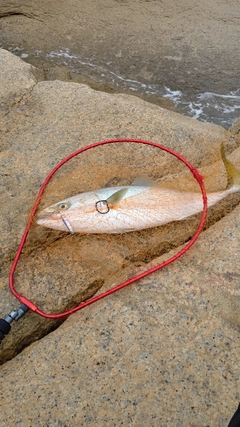 ブリの釣果