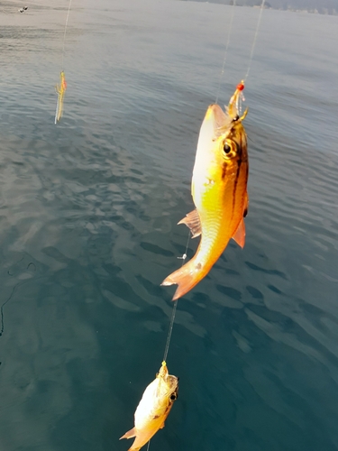 ネンブツダイの釣果