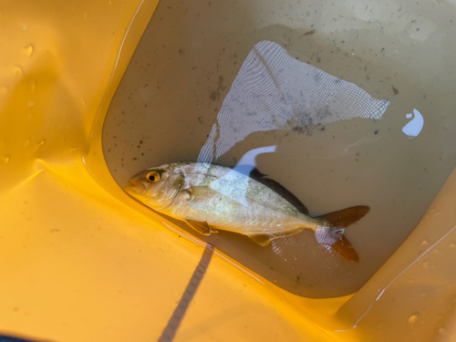 ショゴの釣果