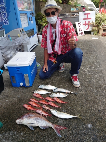 マダイの釣果