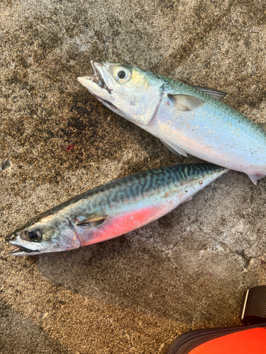 サバの釣果