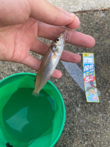 キスの釣果