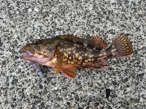 アラカブの釣果