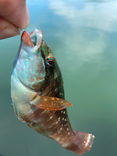 イソベラの釣果