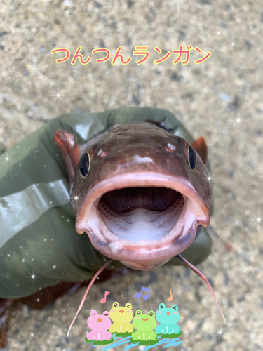 ドンコの釣果