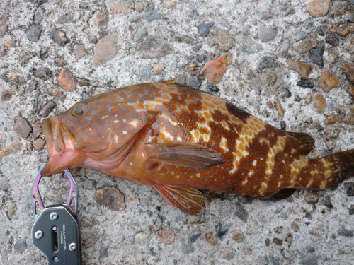 キジハタの釣果