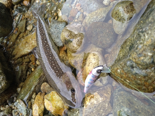 イワナの釣果