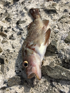 ガヤの釣果
