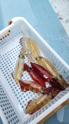 マルイカの釣果
