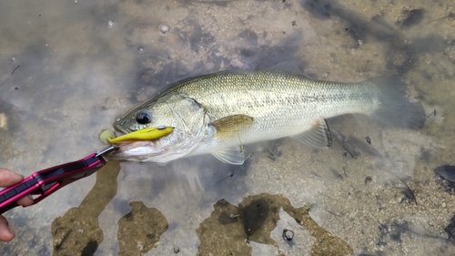 ラージマウスバスの釣果