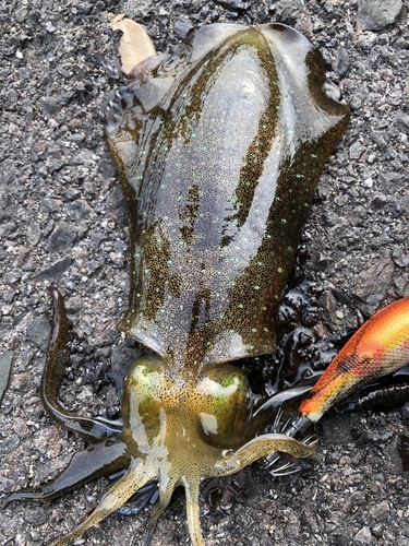 アオリイカの釣果