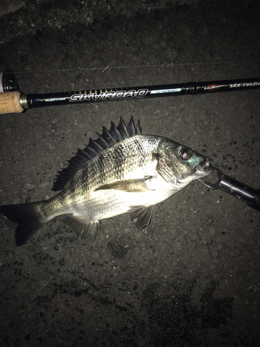 チヌの釣果