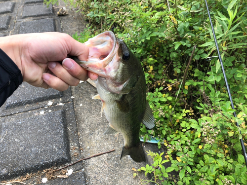 ラージマウスバスの釣果