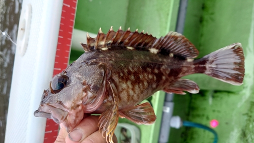 カサゴの釣果