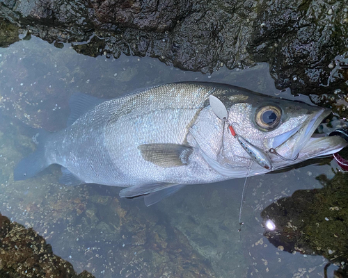 ヒラスズキの釣果