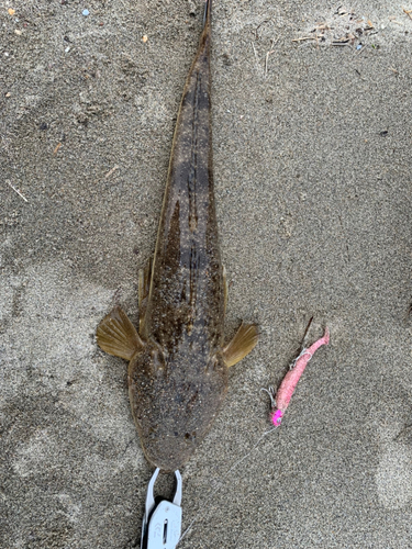 マゴチの釣果