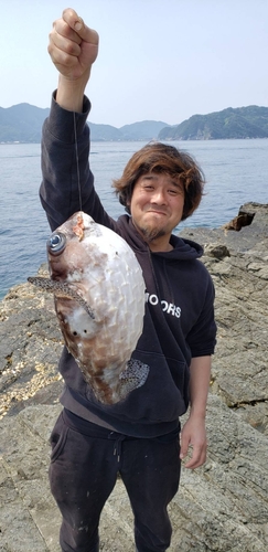 イシガキフグの釣果